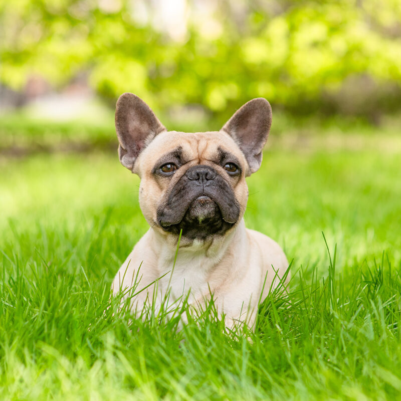 French Bulldog Main 6