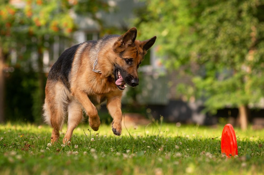 german shepherd dog jumping in park