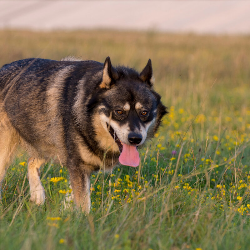 German Shepherd Husky Mix Main 1