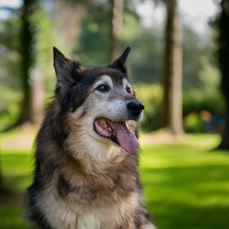 German Shepherd Husky Mix Main 2