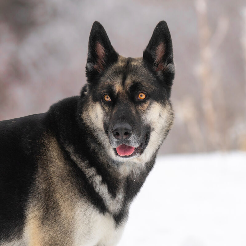 German Shepherd Husky Mix Main 3