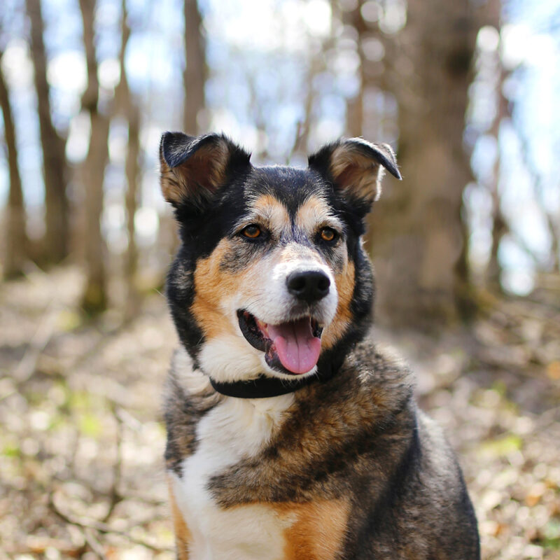 German Shepherd Husky Mix Main 4