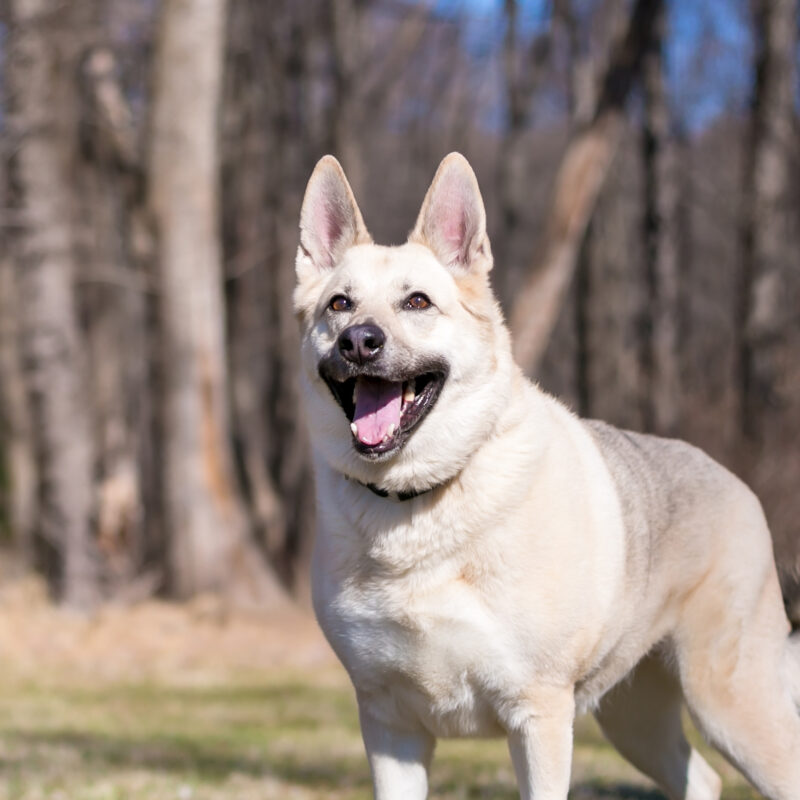 German Shepherd Husky Mix Main 6