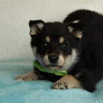 German Shepherd Husky Mix