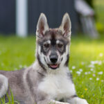 German Shepherd Husky Mix Puppies for Sale