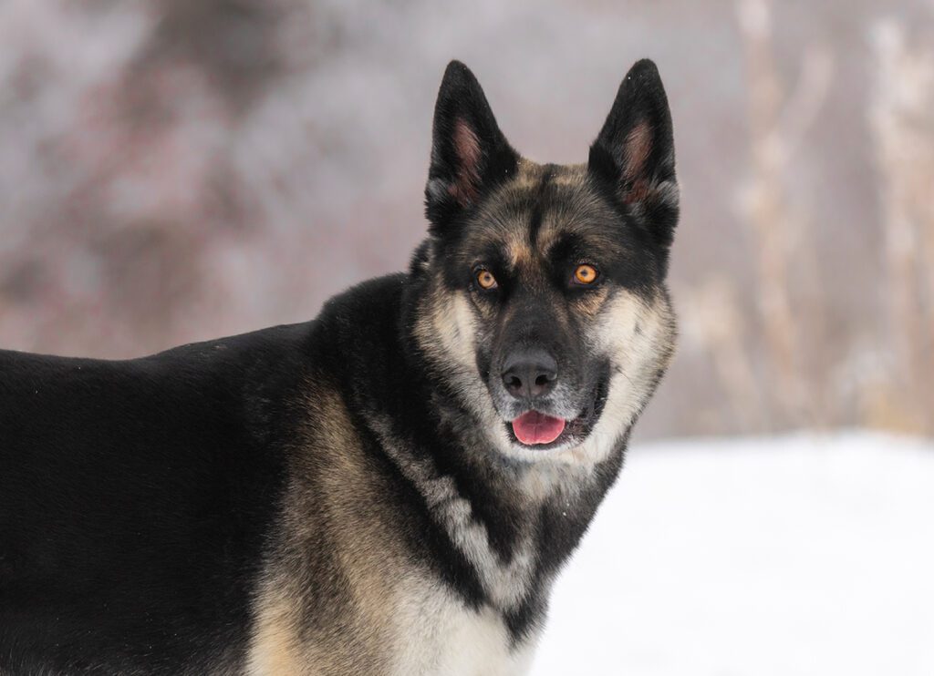 How to Adopt a German Shepherd Husky Mix