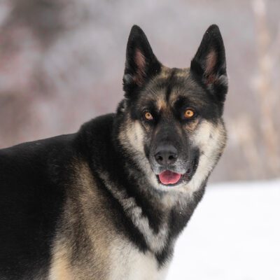 German Shepherd Husky Mix