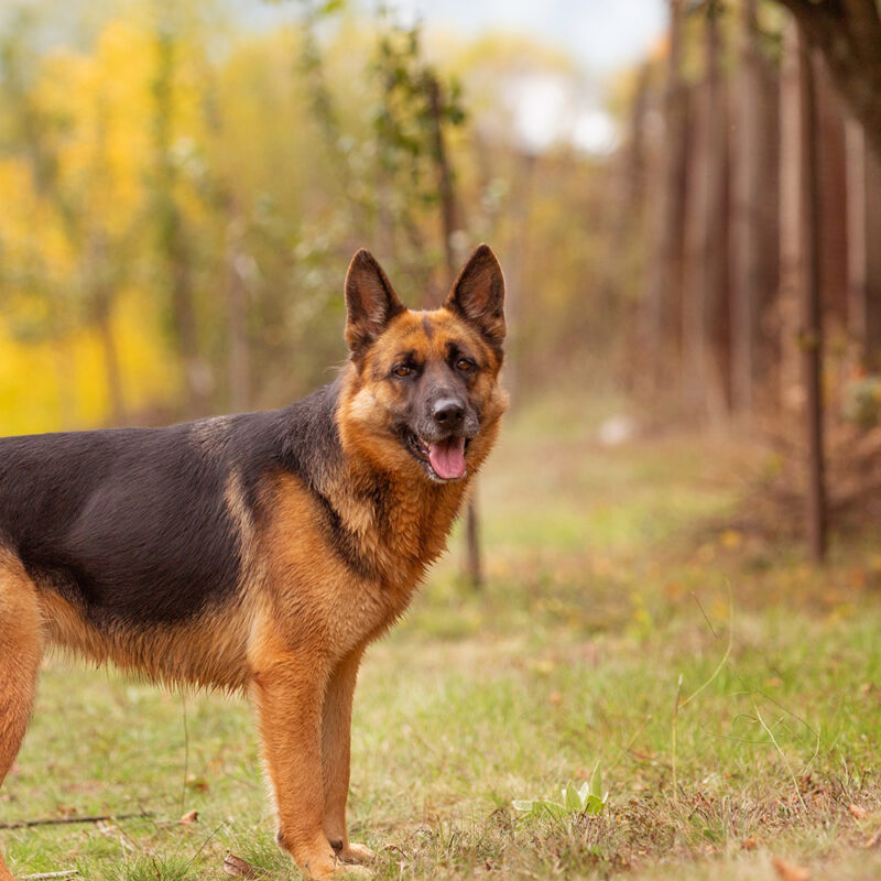 German Shepherd Main 1