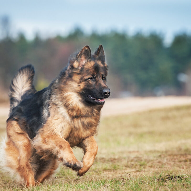 German Shepherd Main 2