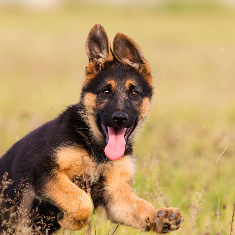 German Shepherd Main 3