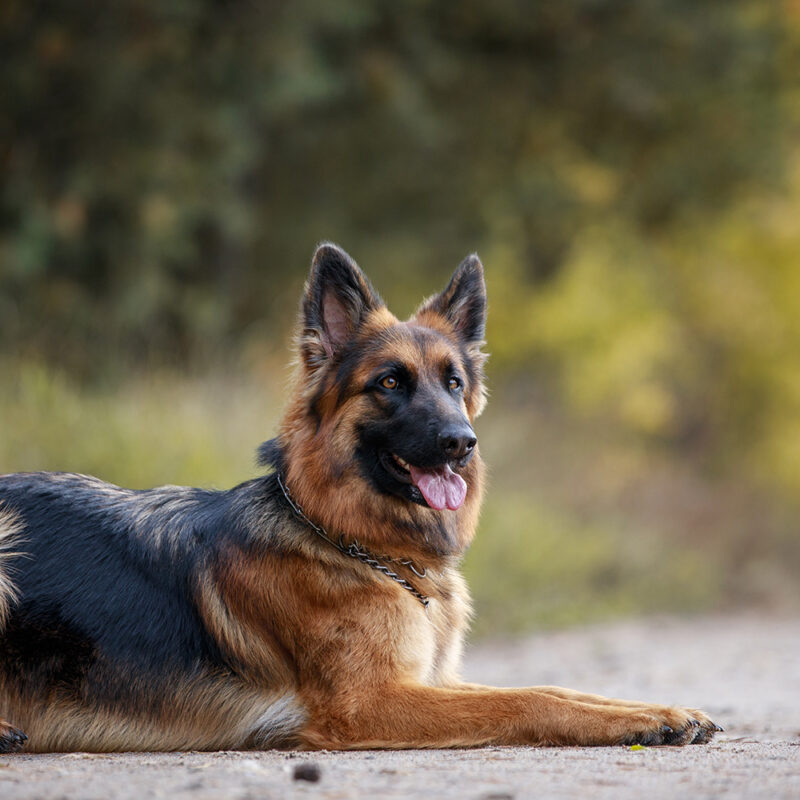 German Shepherd Main 4