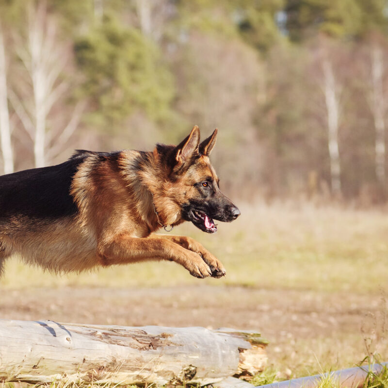 German Shepherd Main 5