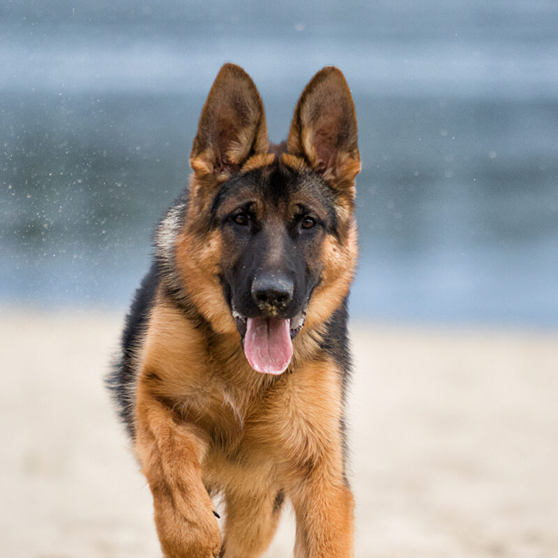 German Shepherd Main 6
