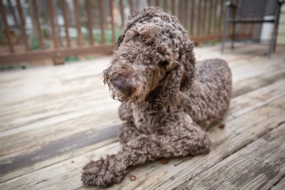 German shepherd poodle mix sitting outside