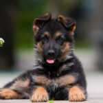 German Shepherd Puppies for Sale