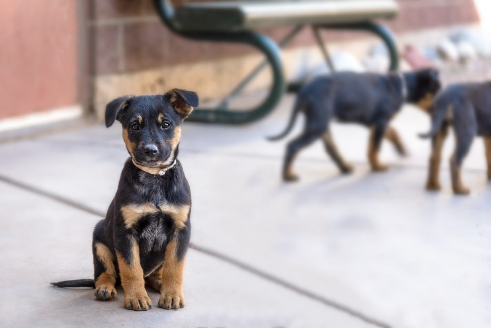 German shepherd rottweiler mix puppy