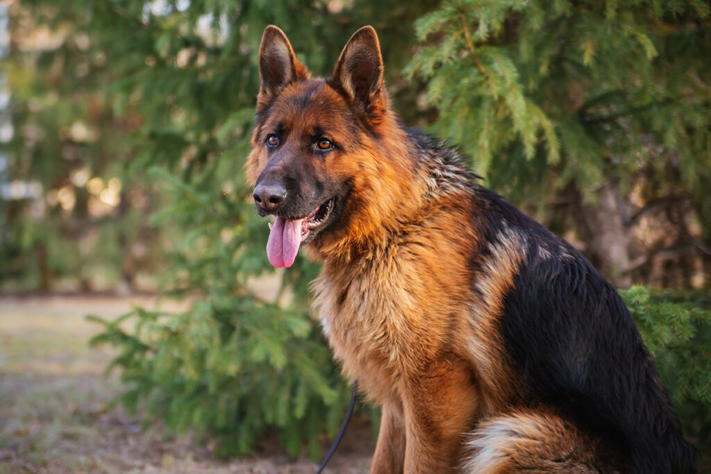 How to Adopt a German Shepherd