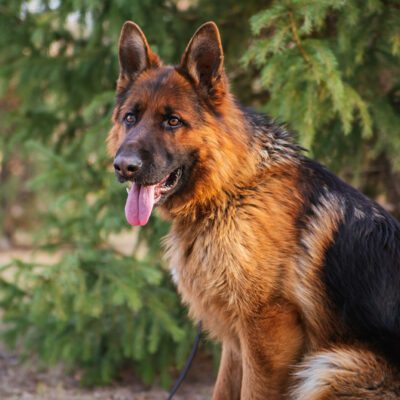German Shepherd