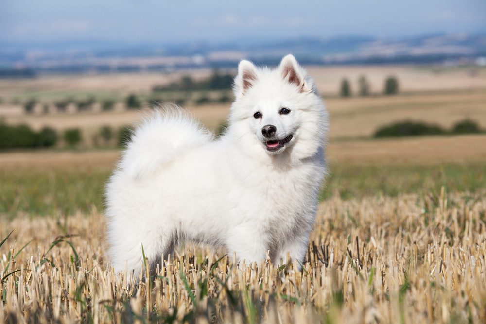 german spitz in a field