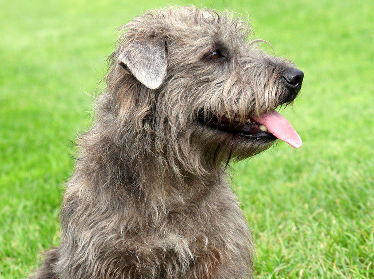glen terrier in a field