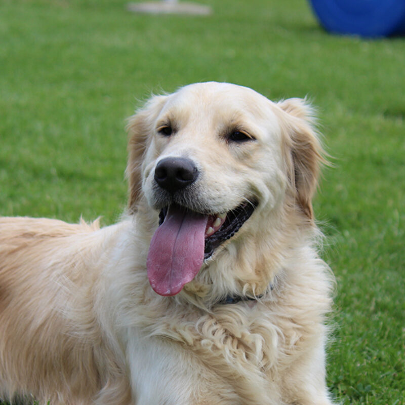 happy golden retriever in green grass