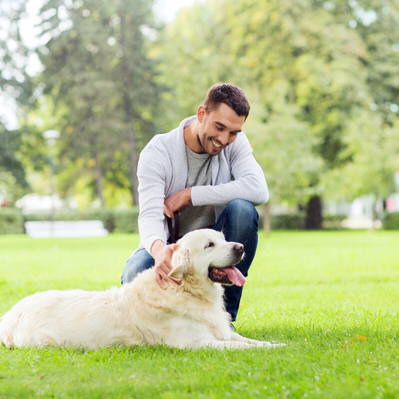 golden retriever with owner outside in park