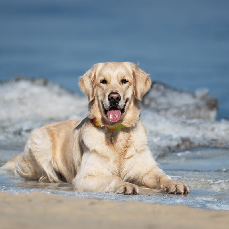 golden retriever sitting on beach outside