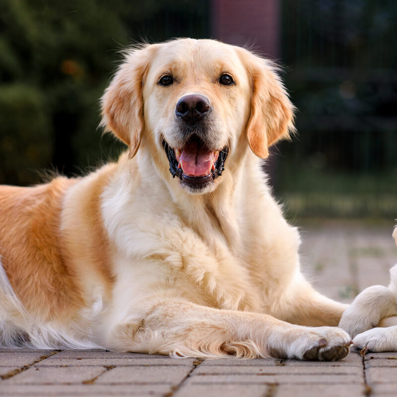 golden retriever sitting on sidewalk