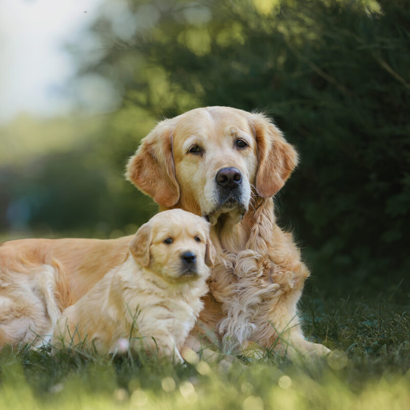 golden retriever and puppy in grass outside