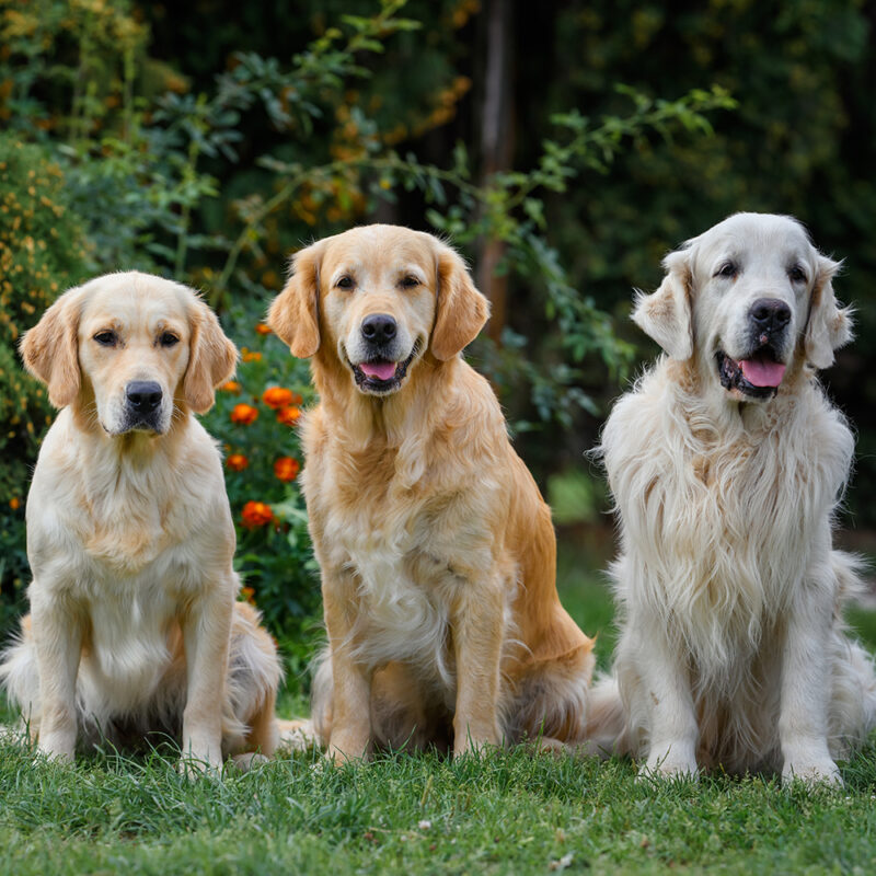 three golden retrievers side by side outdoors