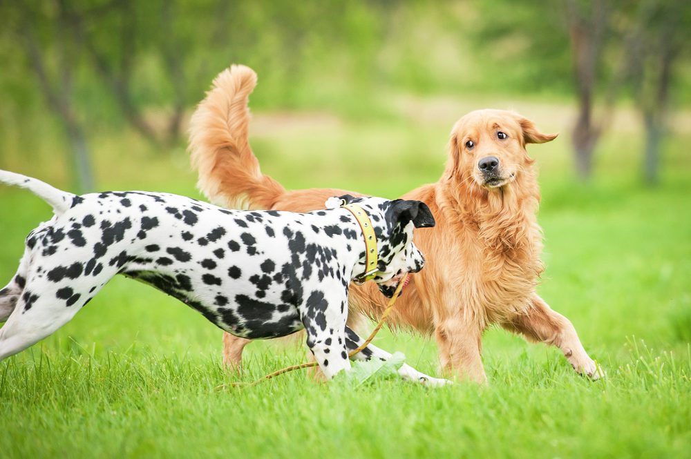 golden retriever and dalmatian playing