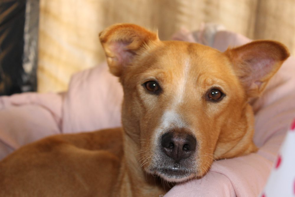 golden retriever pitbull mix on couch