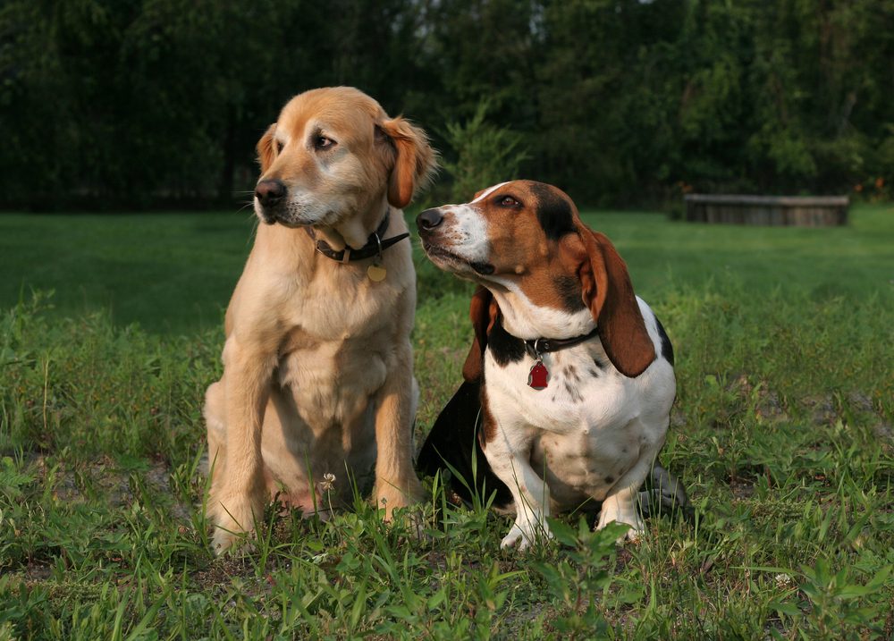 golden retriever sitting near basset hound