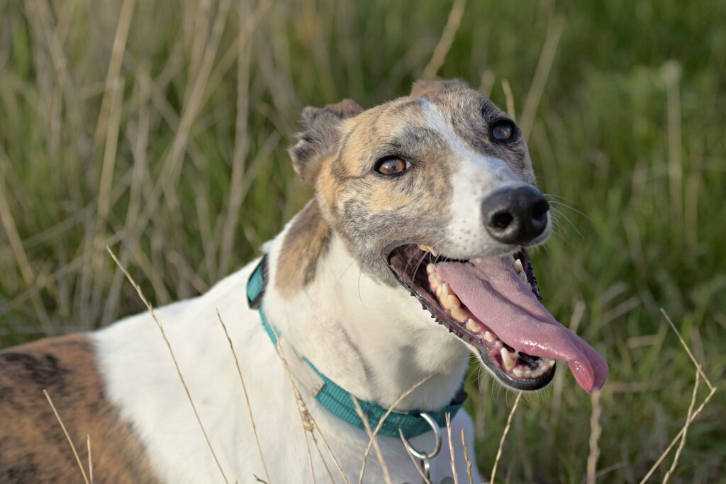 How to Adopt a Greyhound in Hawaii