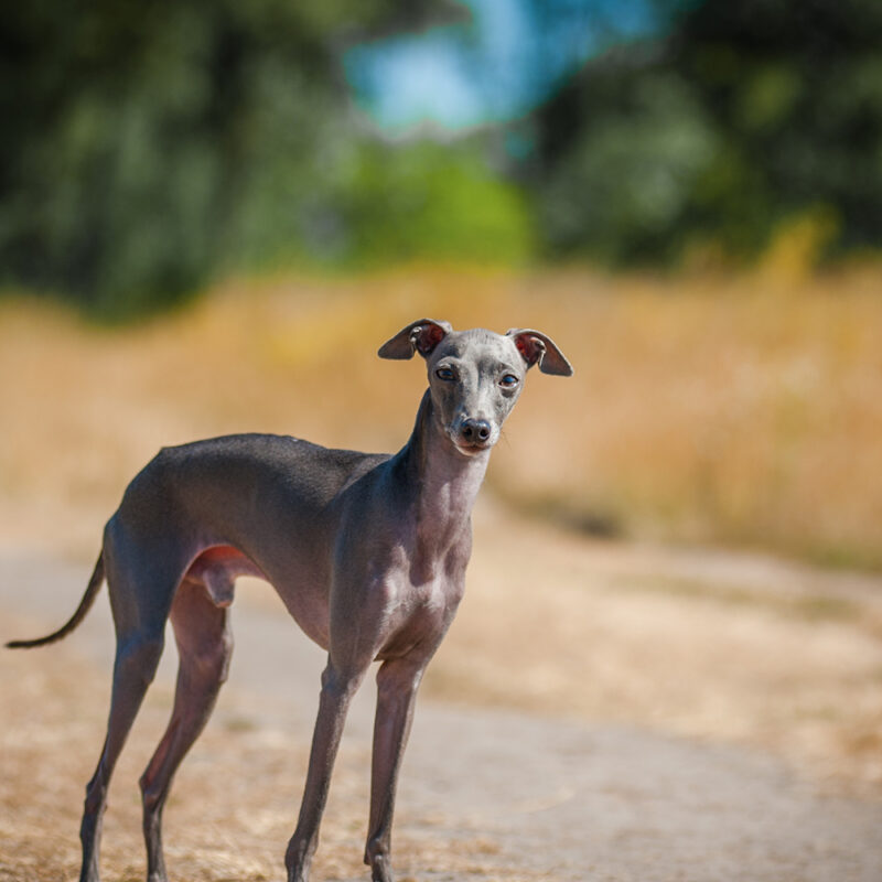 Greyhound Pennsylvania 1