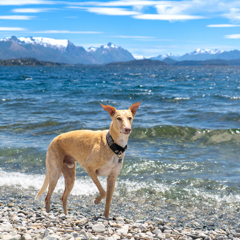 Greyhound Pennsylvania 2