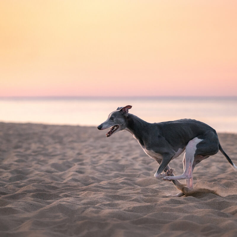 Greyhound Pennsylvania 3