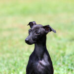 Greyhound Puppies for Sale