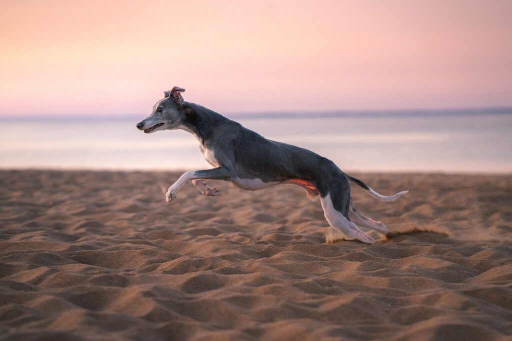 How to Adopt a Greyhound in Vermont