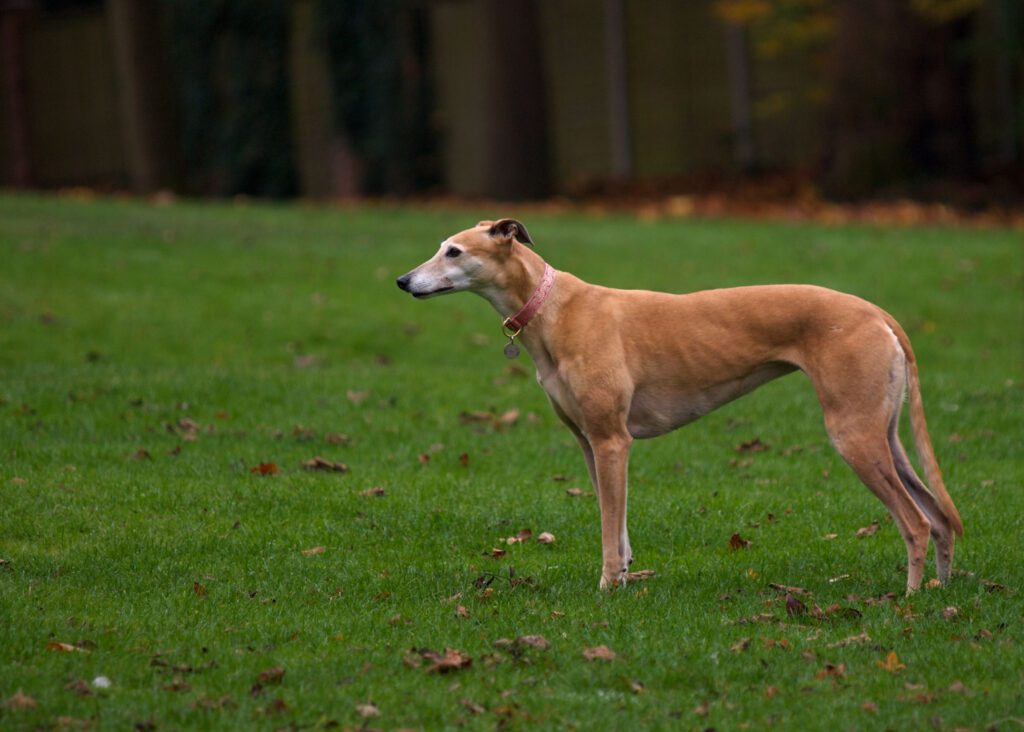 Greyhound Standing On The Grass In The Park