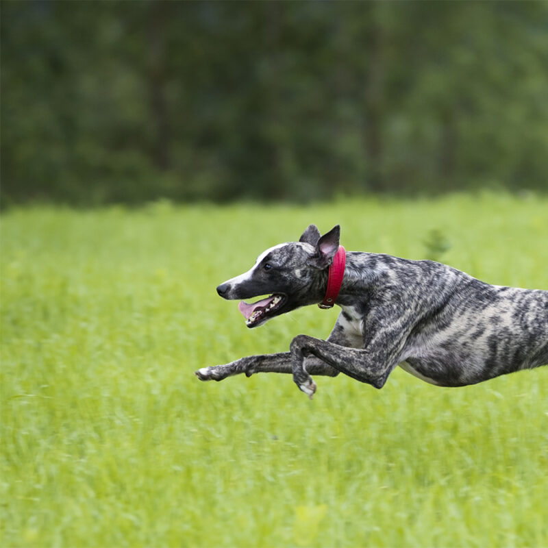 The greyhound is running, the whippet is jumping