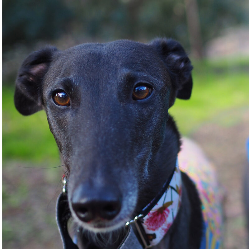 Greyhound rescue dog anti racing