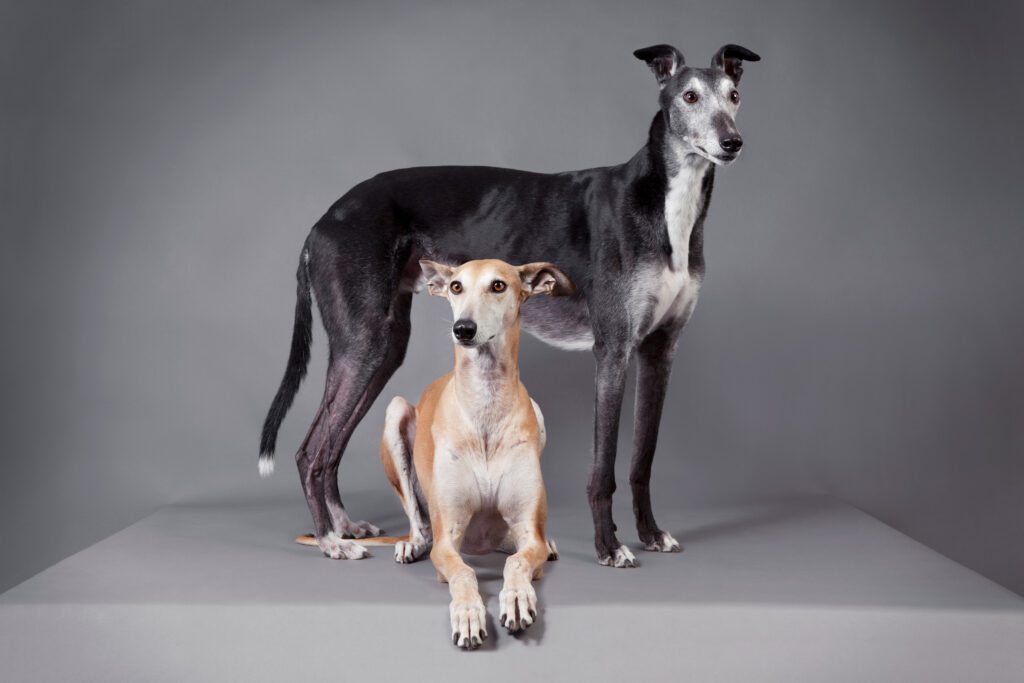 How to Adopt a Greyhound in New York