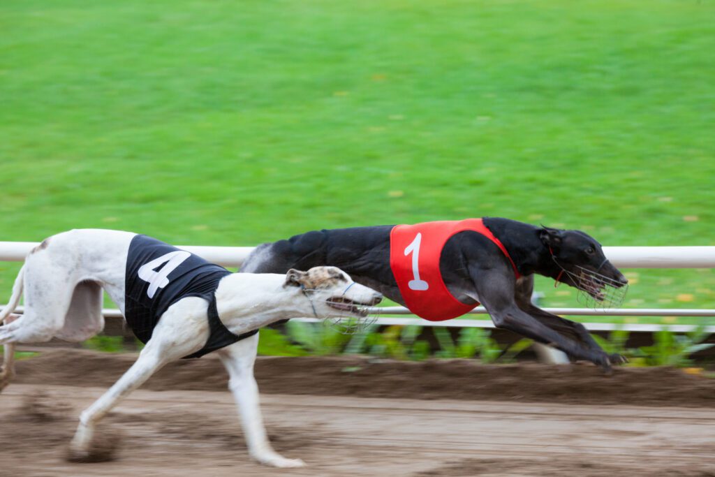 Greyhounds Racing On Sand Track