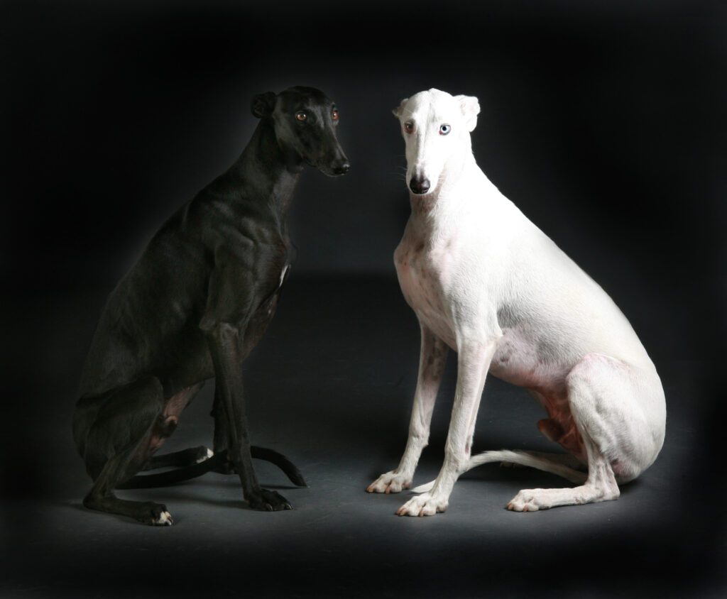 How to Adopt a Greyhound in Virginia