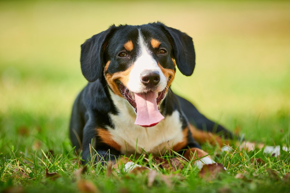 happy entlebucher mountain dog smiling