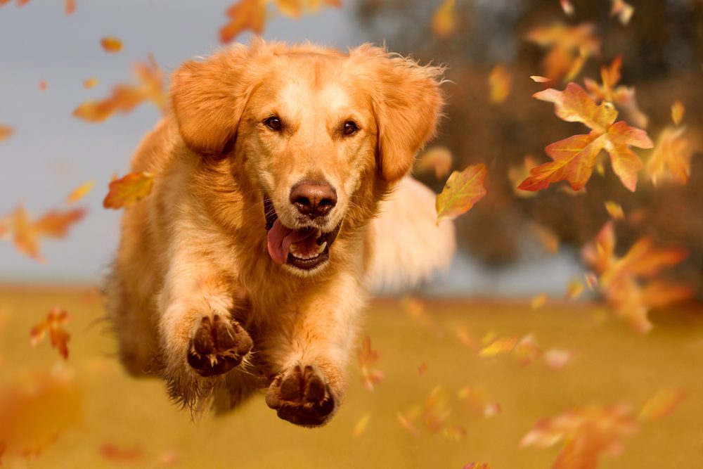 happy golden retriever jumping through leaves