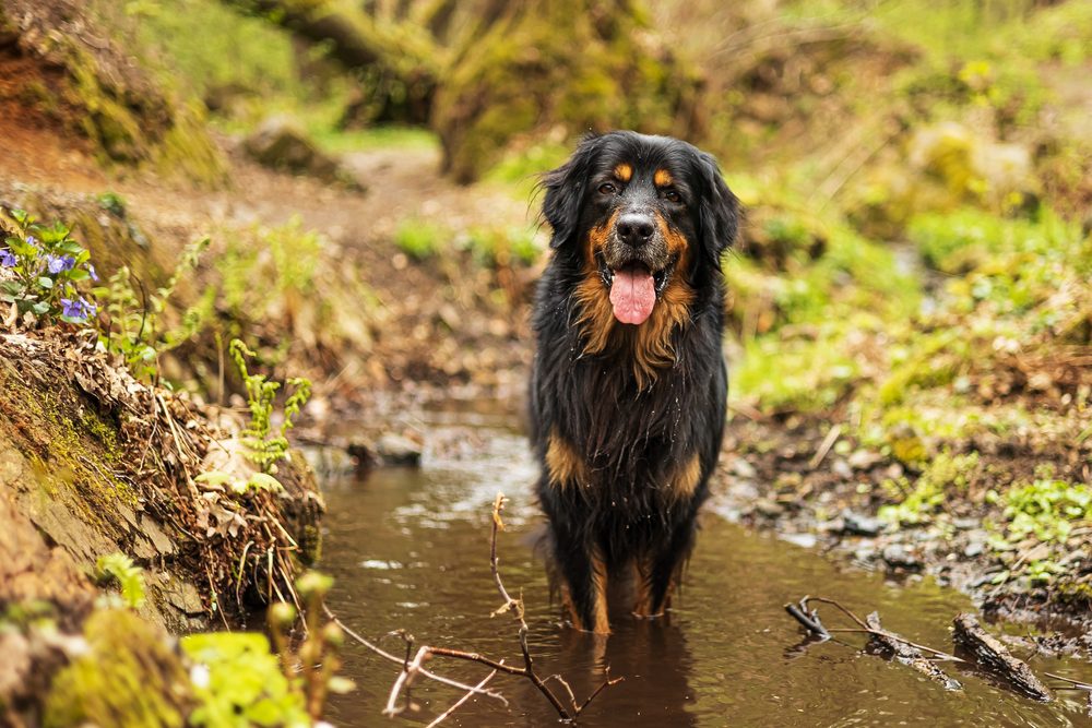 happy hovawart in a puddle