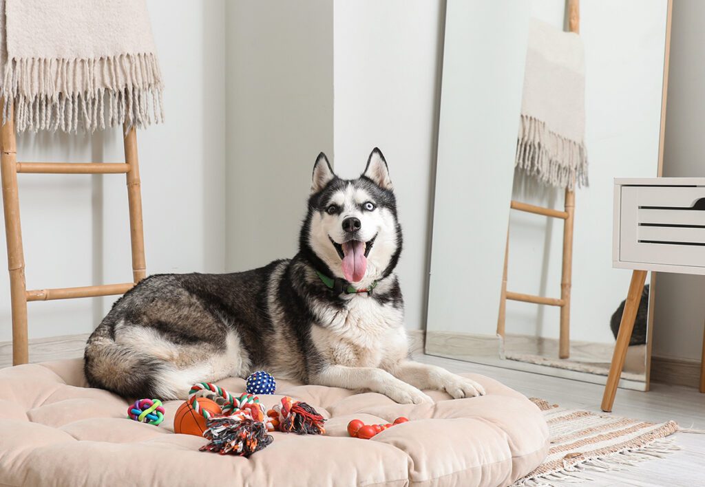 How to Adopt a Husky