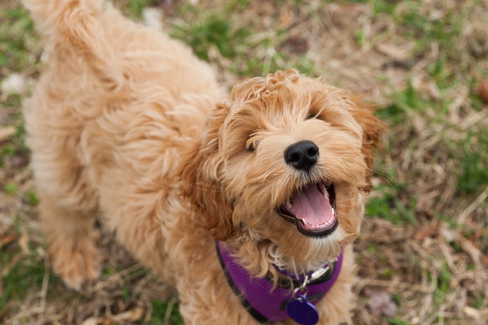 happy mini labradoodle